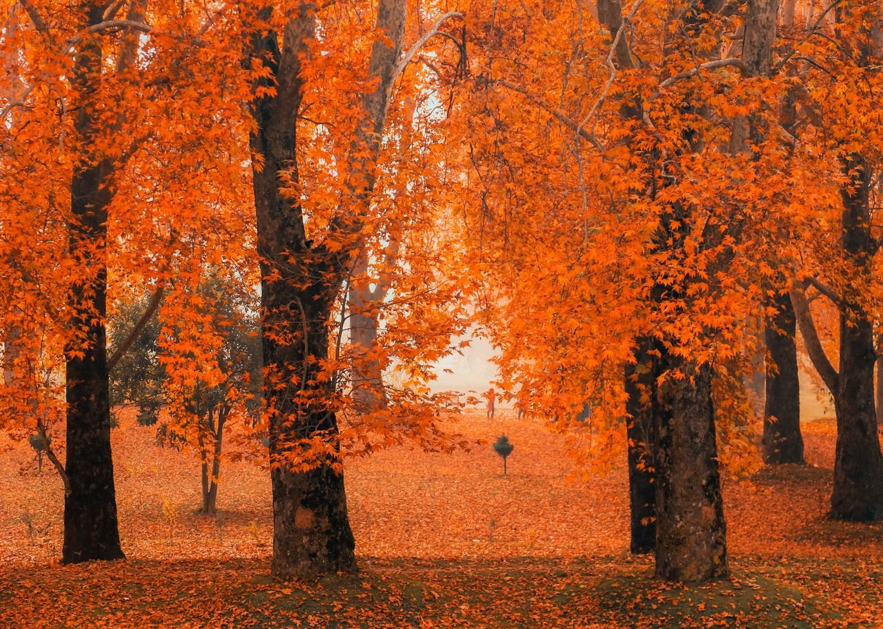 Best time to visit Kashmir with Nishat Mughal Garden and mountains