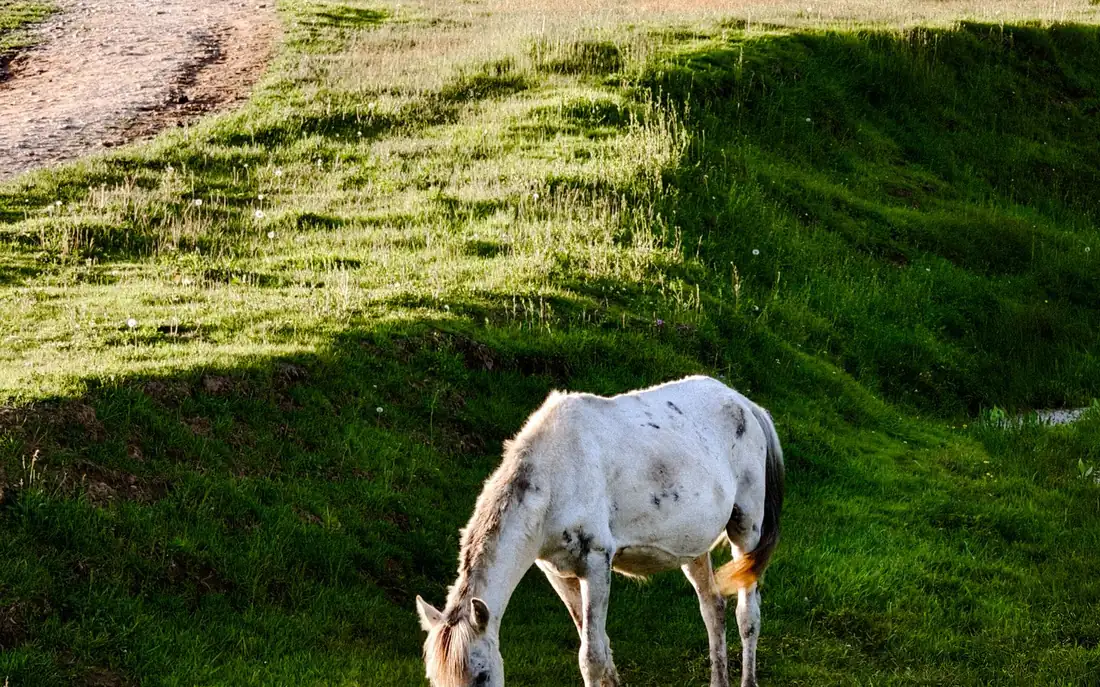 White horse grazing on a green Gulmarg meadow, a calm family-friendly sight on a day trip