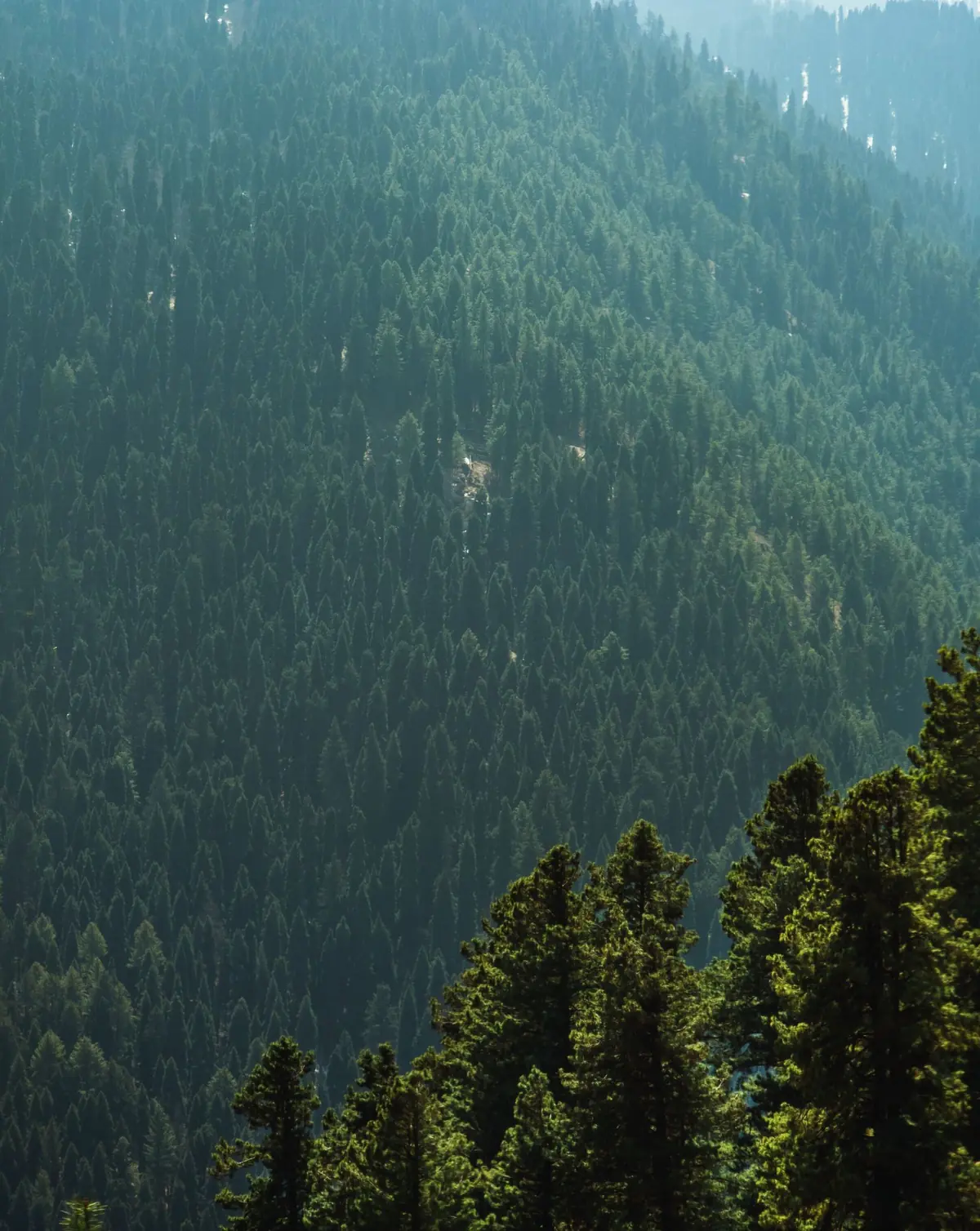 Dense pine forest on the mountain approach to Gulmarg, the climb families cover on a Srinagar taxi day