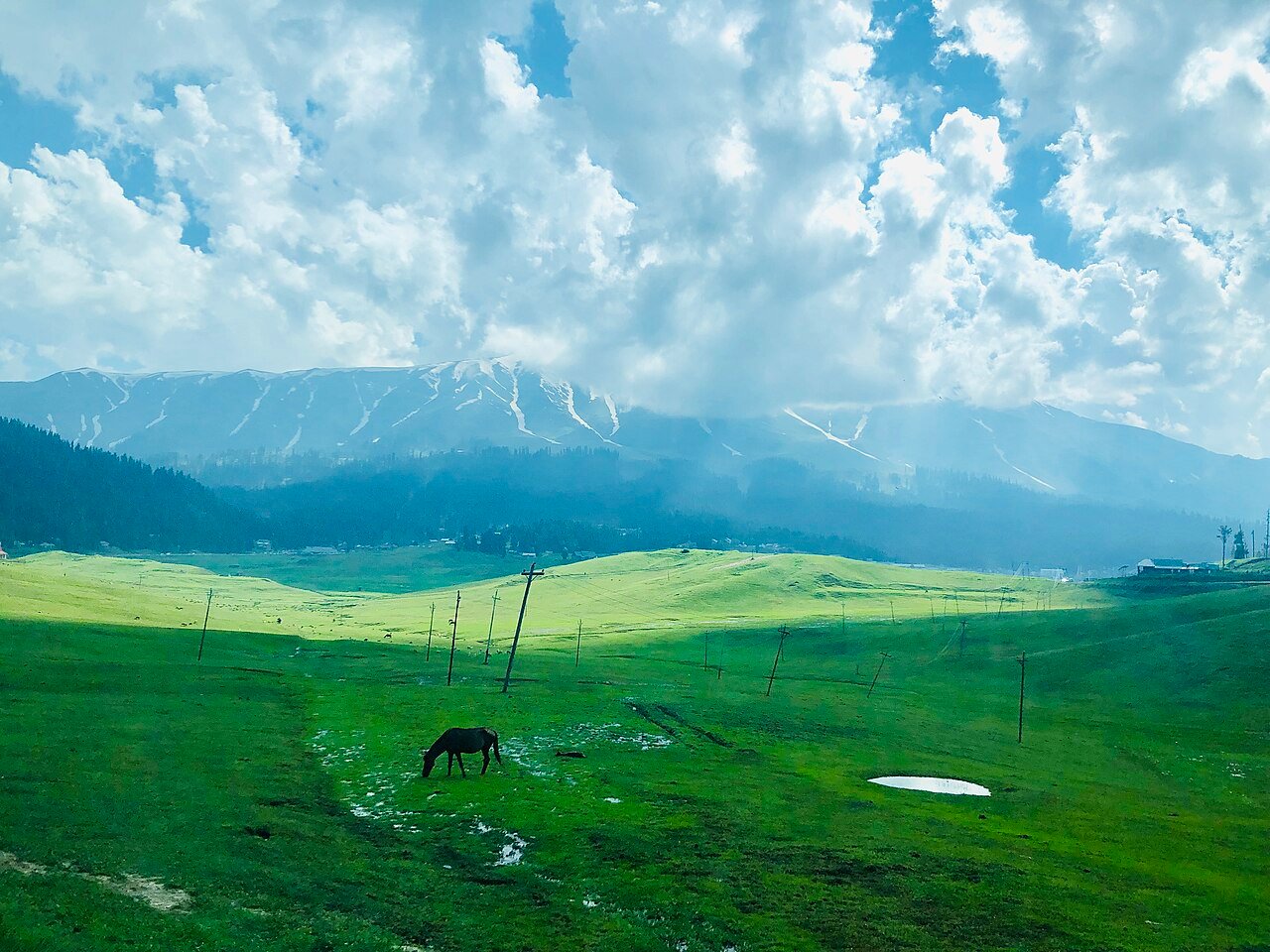 Horse trails in Kashmir meadows