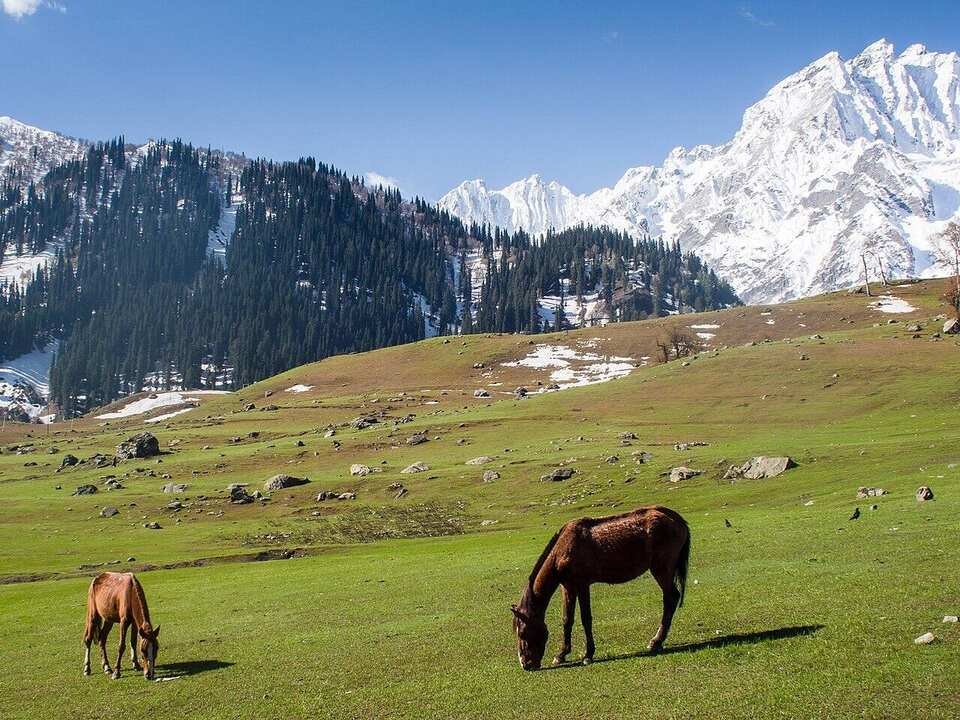 Sonamarg Meadow of Gold